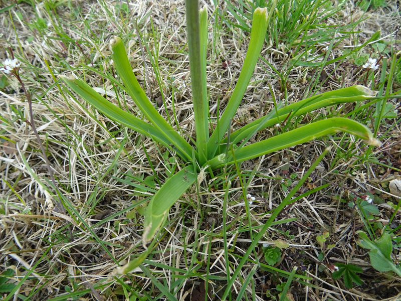 Hyacinthus orientalis - Liliaceae